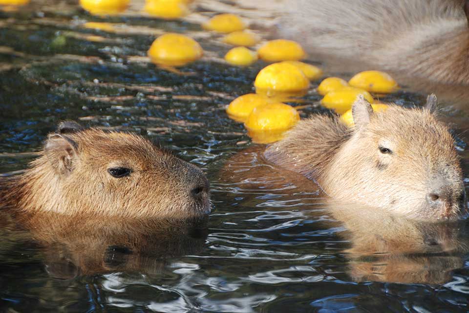 伊豆シャボテン動物公園